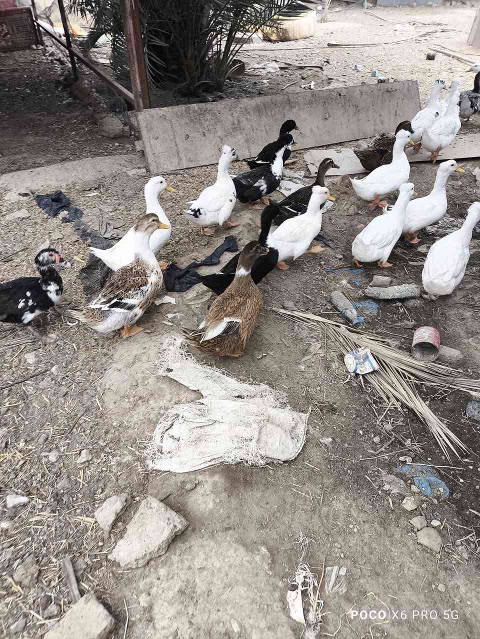 بش • خضيري • نجف المناذره