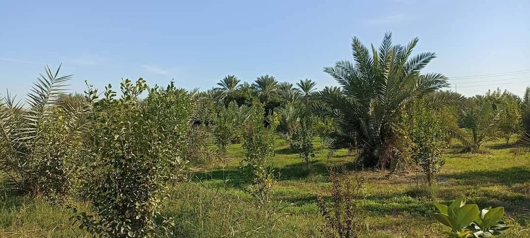 سلام عليكم يتوفر دونم ونص سند 25 تحويل ثاني يوم بسم المشتري العنوان المدائن الجعاره شارع سيد علي تفاصيل الاتصال وبيك خير ودلل بدارة أبو فهد العيساوي ***********
