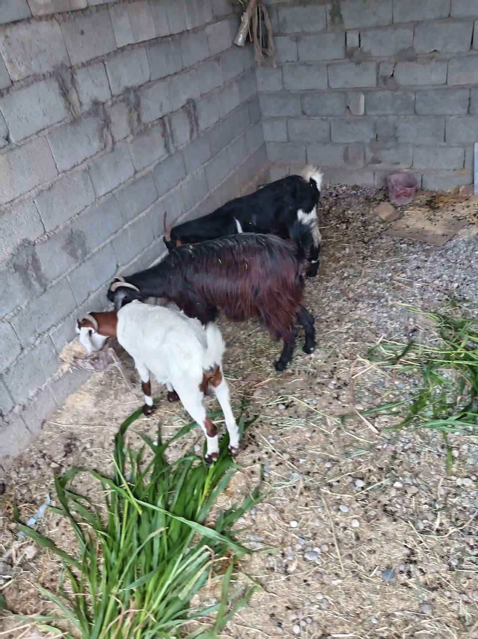 ٣ معزه • بحظ راعيهن • سنهن فول