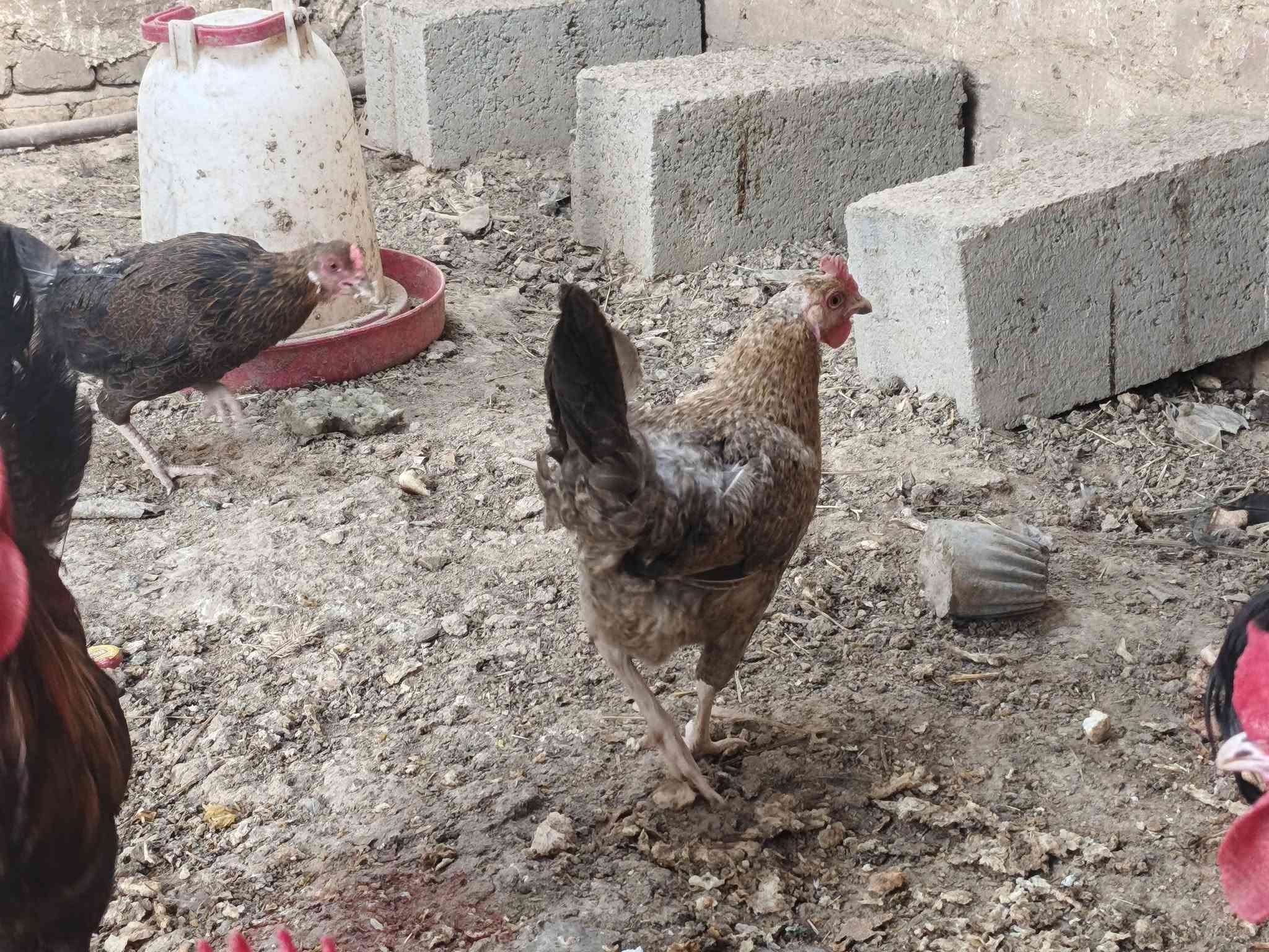 ٦ دجاجات و٤ ديوجه الكل سعر الزوج ٢٥ بدون عمله مكاني حي الموظفين ***********

