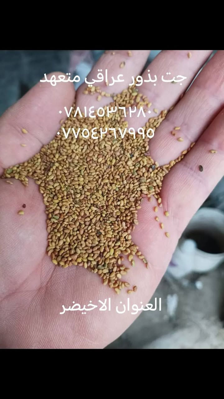 بذور حنطه • جت عراقي • الاخيضر