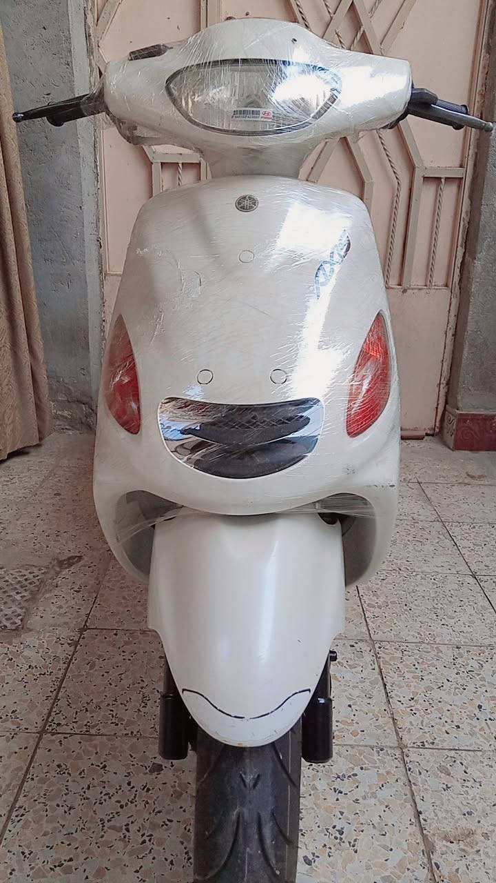 اكزز فحل • ابيض لؤلؤي • كفاله عامه