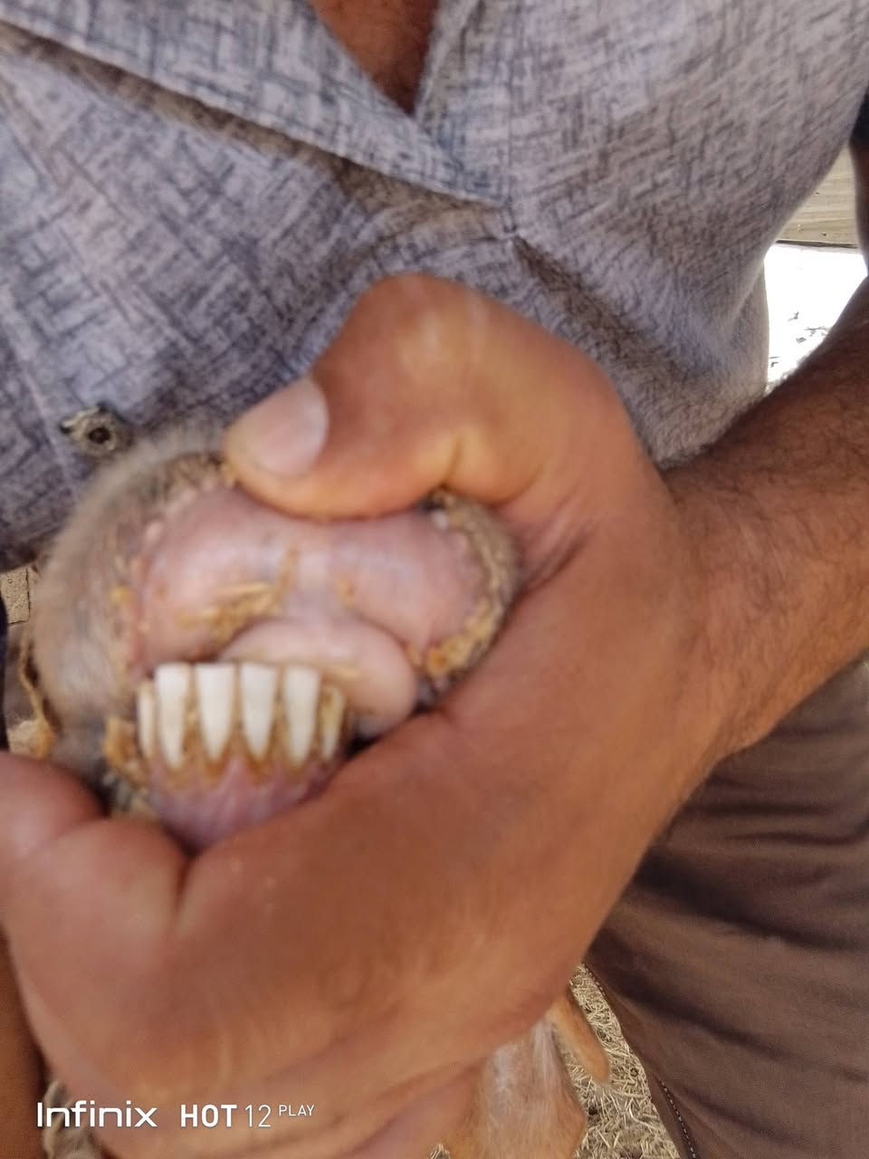 نعجه فتيه شرط النصاح السن مثل ماواضح بالصوره عشار فوك الشهر ع حض راعيه السعر 275 السكن القائم الكرابله لتواصل***********

نص مكتوب في الصور:
- Infinix HOT 12 PLAY