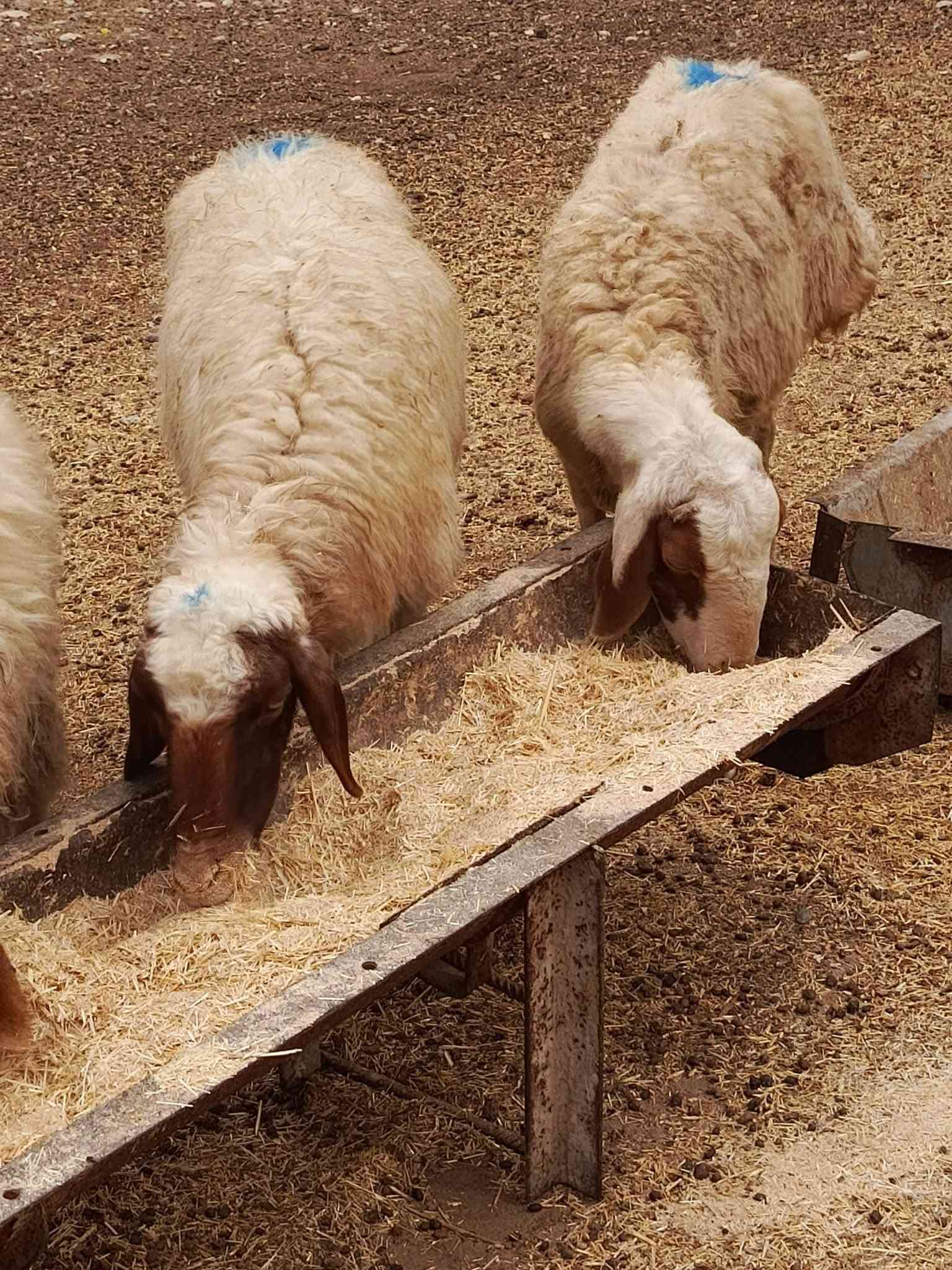نعاج • ١٢ • درجة أولى