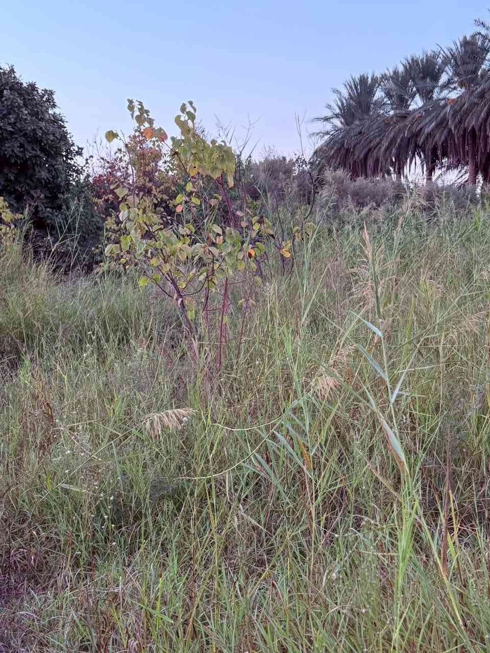حشيش بلاش • حصيبه السنجك • جسر الحويجه