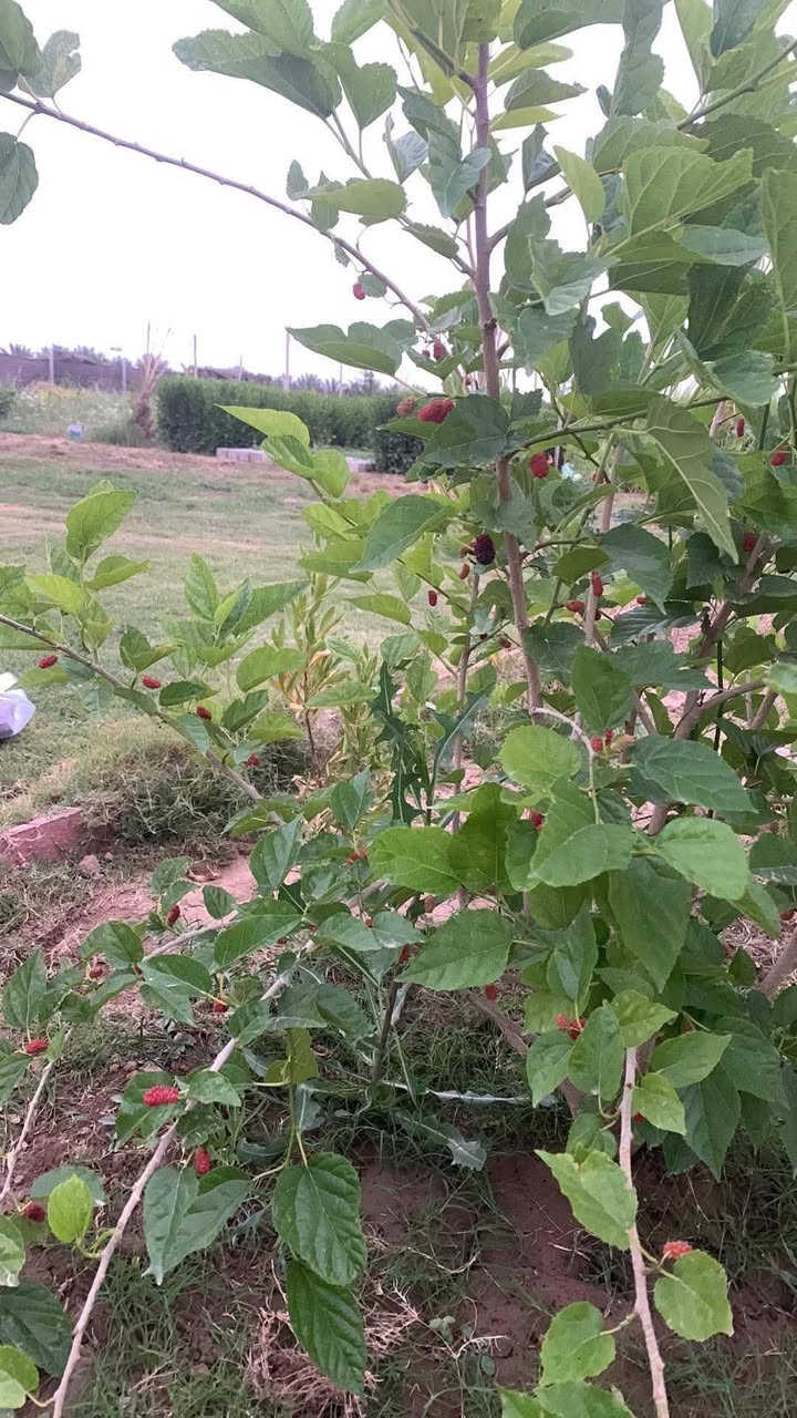 مزرعة دونم مقابل كوين بارك تبعد ٦ دقائق عن مركز المدينه  طابو زراعي سند ٢٥ بسعر مناسب جداا  كافات خدمات موجوده الاستفسار ***********
