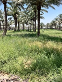دوانم للبيع • طابو زراعي • طريق حلة نجف