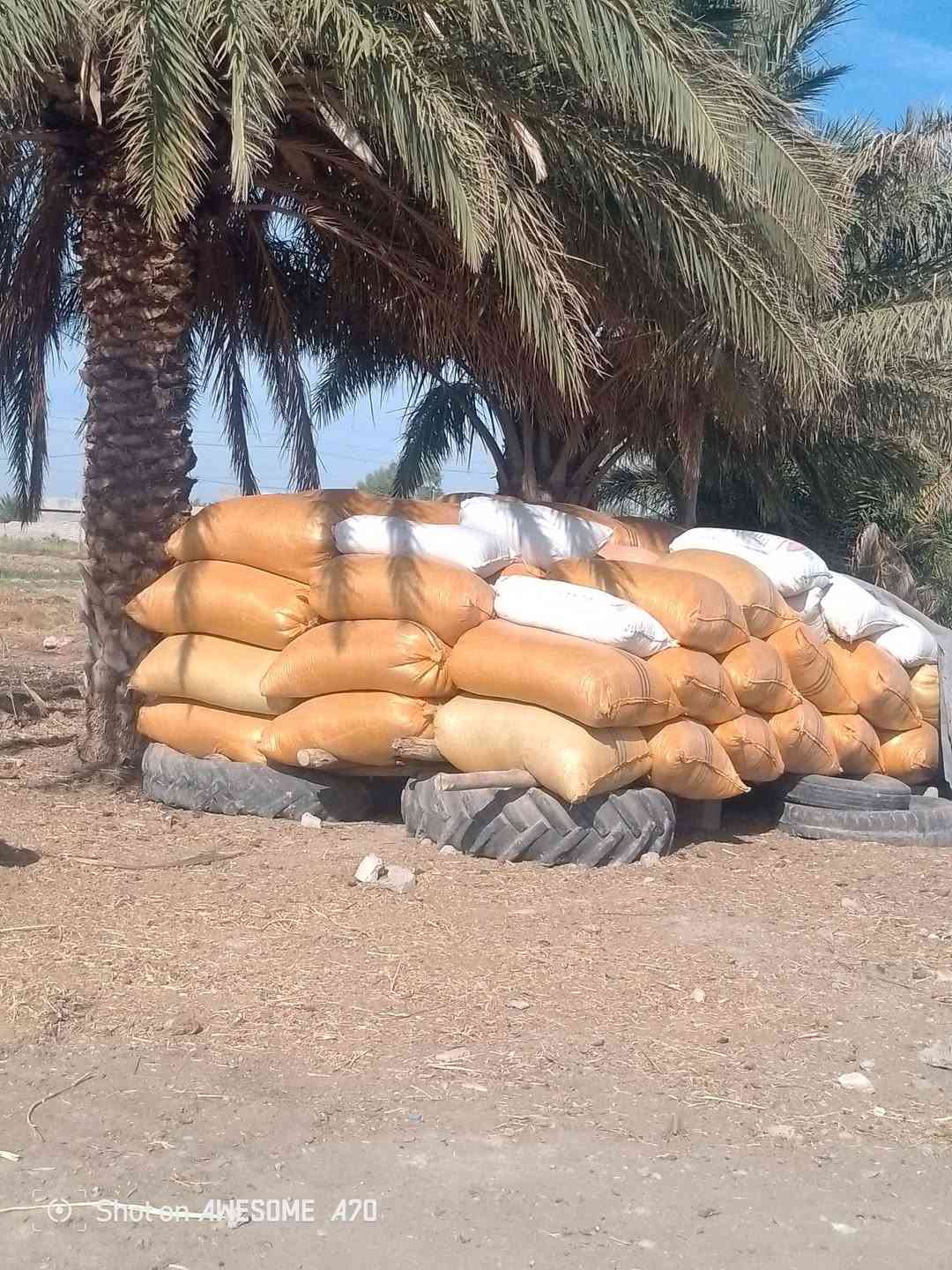 تبن ماش • نظيفة • كشكول