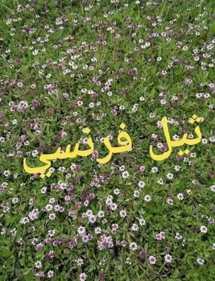 باسعار ثيل ديالى الطبيعي 🏡
أهلاً بكم في مجموعه مزارع ديالى لثيل الهندي الطبيعي 🌿🌱
 نقدم لكم افضل انوع الثيل الطبيعي عالي الجوده يتحمل كافه الضروف البيئية.🌦️🌞
دائم الخضرة🌿🌳 وباسعار تنافسيه وعروض مميزة ☘️❤️
#مستعدون لتجهيز وفرش الحدائق🏡 ودوائر الدولة🏡والمنازل🏡🏡
و تجهيز الملاعب🏟️ والمنتزهات بانسب الاسعار مع ضمان الجودة العالية في العمل👷👷

مع خدمة التوصيل خلال24ساعه🚛🚛
الاسعار 💵💸 تختلف حسب الكمية 
للاستفسار الاتصال على : 
او التواصل مع الصفحه عن طريق ارسال رسالة على الوتساب او الإتصال ***********
