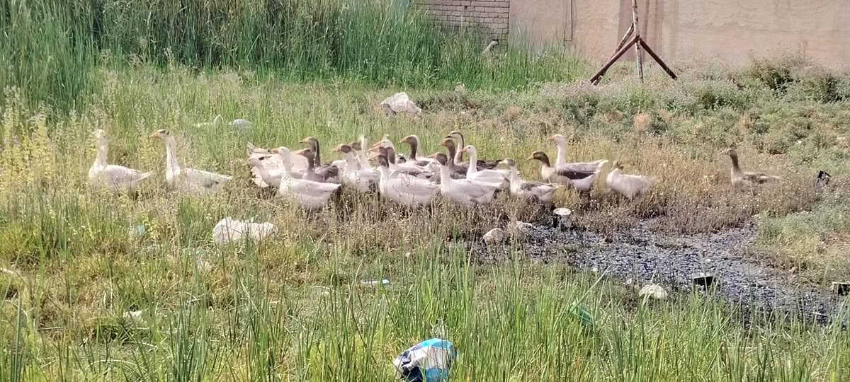 فراريج • غاز • الشرقاط