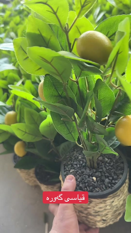 

نص مكتوب في الصور:
- قياسي گەورە
