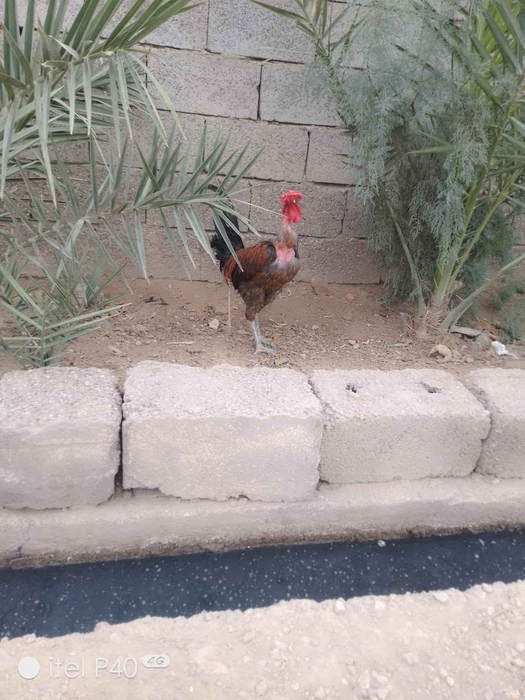 ايتل P40 • 4G • ما بيه شي