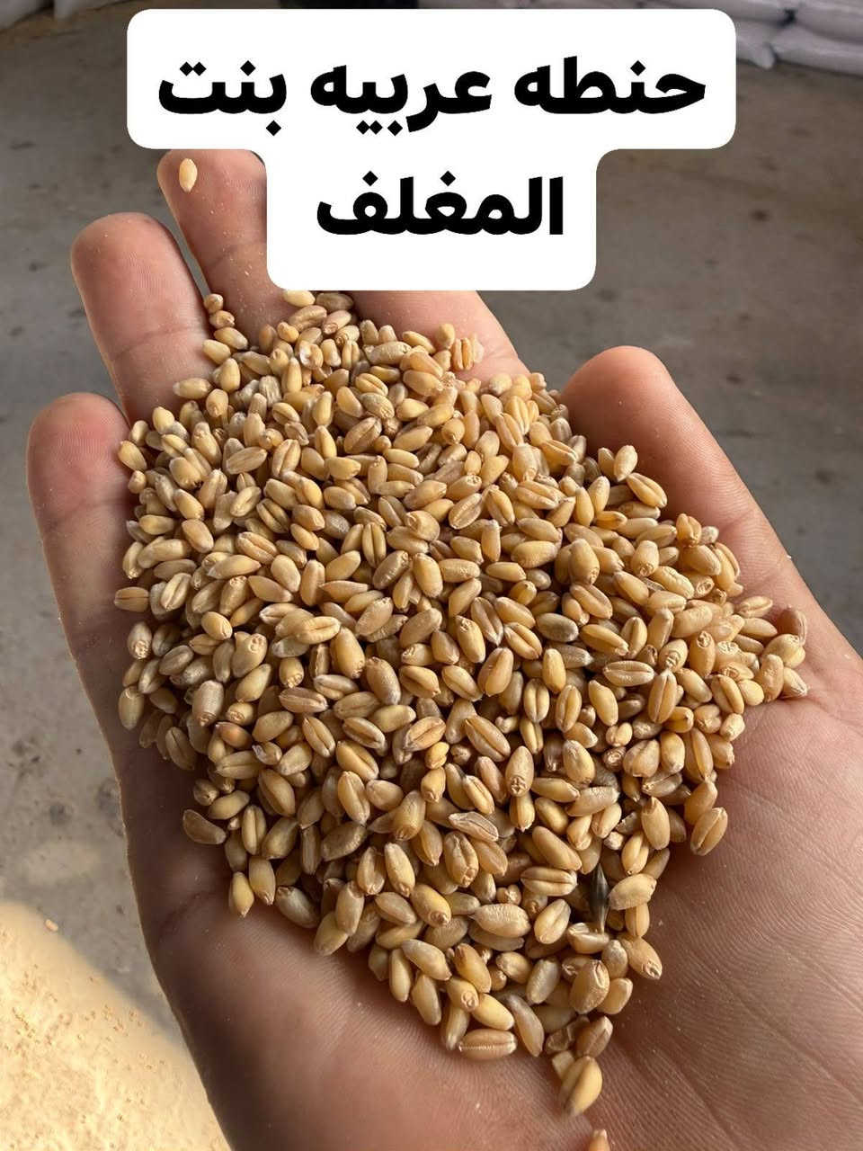 🌾 حنطة عربية - بذور بنت المغلف 🌾
مكتب محمد ضياء الزراعي

🔥 عربية أصيلة  🔥

على بركة الله وصول حنطة نوع عربيه
نظافة درجة أولى بدون شوائب
التوصيل مجاني للكميات
الاسعار مناسبه

✅ حبة طويلة وعطرية - ريحتها وحدها خير
✅ تتحمل عطش وملوحة - مال كاعنا التعبانة
✅ ما تحتاج كيمياوي هواي - قنوعة
✅ تبنها هواي وعلف درجة أولى للحلال

📦 بذور عربية أصيلة - نظيفة ومغربلة
✅ إنبات عالي ومضمون

الكميات موجودة
📍 بابل - الكفل - مقابل جسر الكفل
📞 ***********

#حنطةعربية #حنطة #بذور #مكتبمحمدضياءالزراعي

نص مكتوب في الصور:
- محمد ضياء
- بابل الكفل
- ***********
- حنطه عربيه بنت المغلف