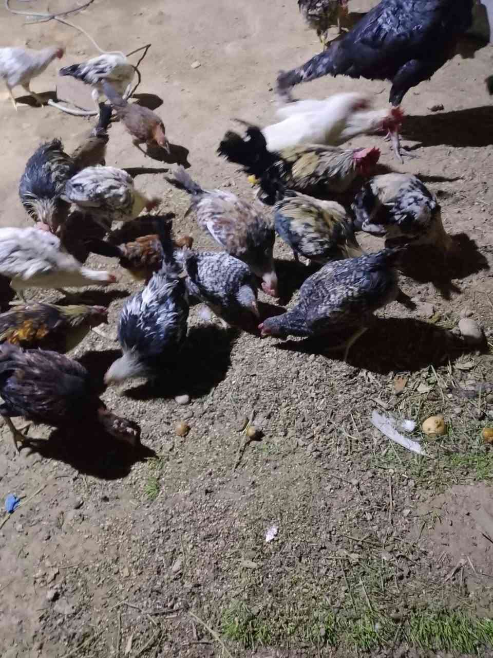 فسيفس • ٨قطع • هيت