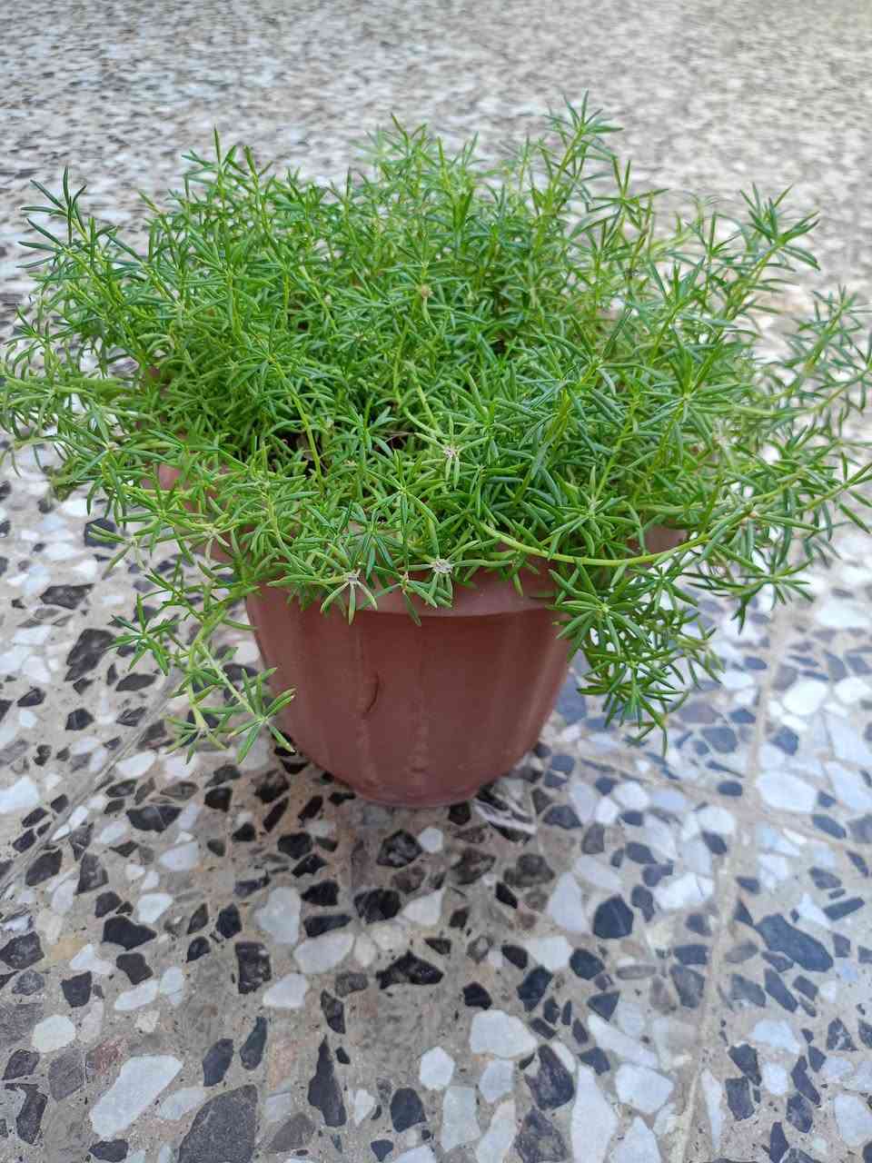 السلام عليكم مسائكم خير وعافية 

🌿🌱 شتلات ونباتات خارجية دائمية وملائمة للظروف الجوية للبيع 

🌵 صبار صغير عدد 4 — القطعة ب2,000 د.
🌵 صبار كبير وكثيف — 5,000 د.
🌵 صبار وسط —  عدد 2 بـ 7,000 د.
🌺 وردة الكنا / فحل الموز — 2,000 د.
🌱 مكحلة أو اليهودي — 2,000 د.
🌿 مطاط — 3,000 د.
🌱 دمعة الطفل — 2 بـ 3,000 د.
🌹 سندان كبير ورد الصباح الأبيض — 3,000 د.
🌹 سندان صغير ورد الصباح الوردي — 1,000 د.

والي ياخذ كل القطع بـ 30,000 د.

📍 العنوان: التاجيات – خلف محطة الطاقة
📞 للاستفسار : ***********

🌹 بالعافية على اللي ياخذهن وإن شاء الله يتهنى بيهن.
