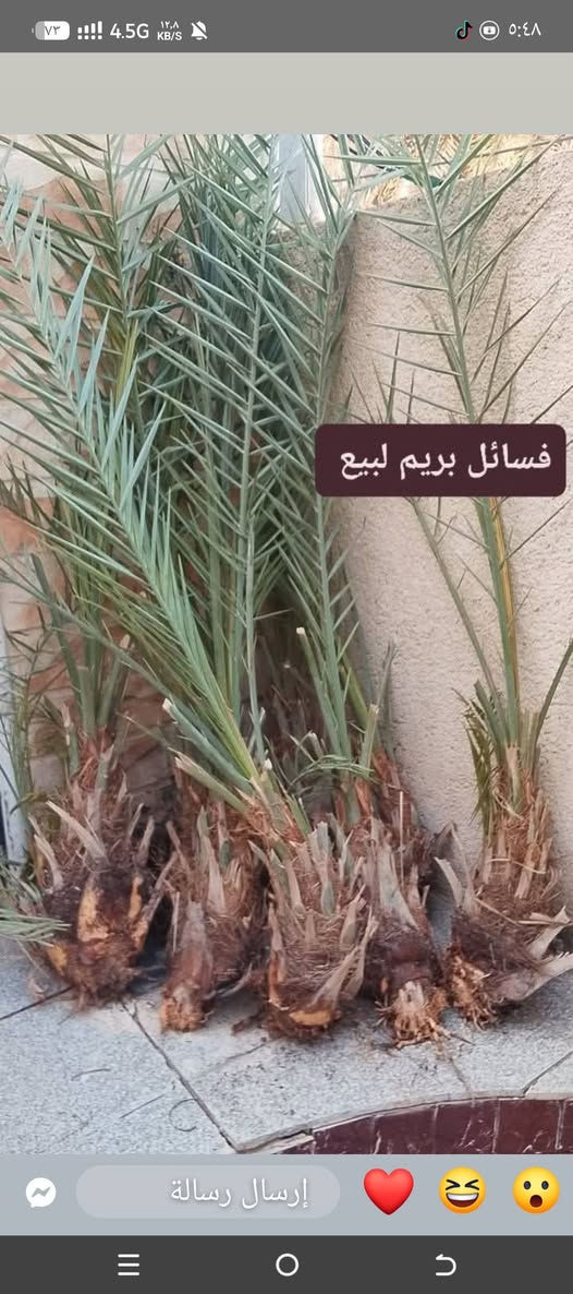 فسائل نخل • بريم • للبيع