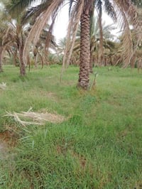 بستان • ٢٥ دونم • واسط الصويره