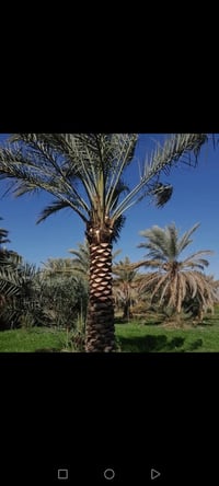 قص النخل • تنظيف النخل • تكريب