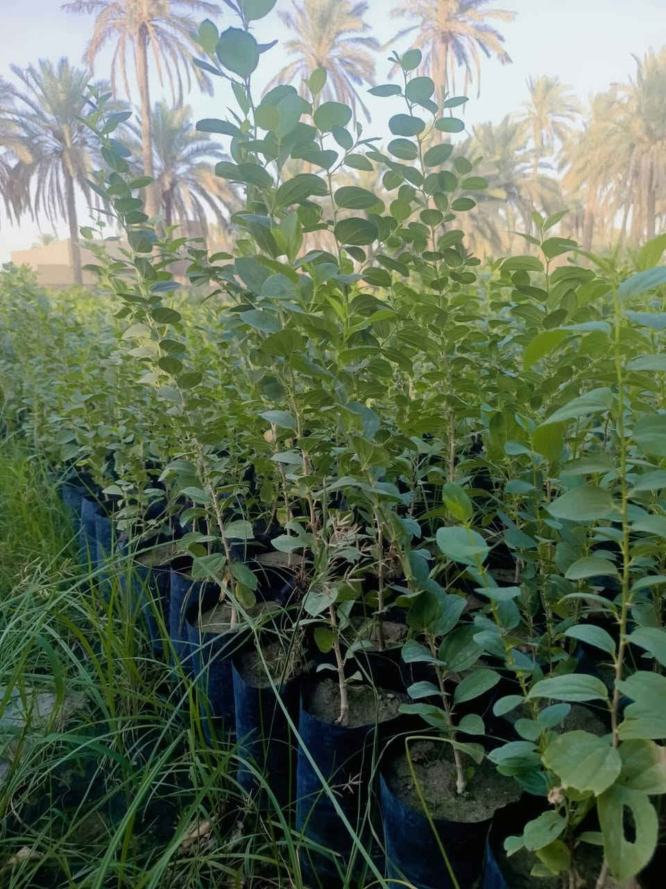 سدر حشري • جاهز للتطعيم • حله المچرية