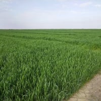 ٤٠ دونم • عقد ١١٧ • موسم حنطة