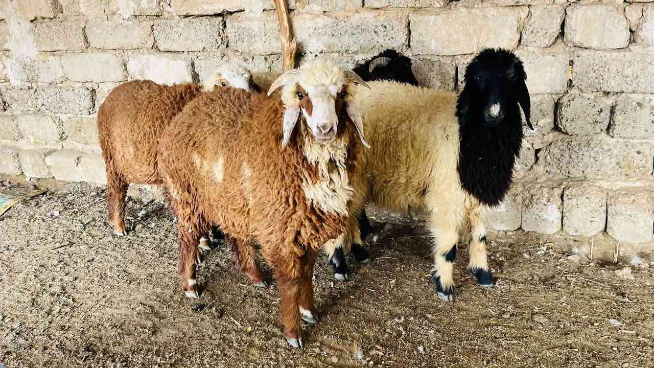 طليان ٢+ • فطايم ٢ • العلم سمره