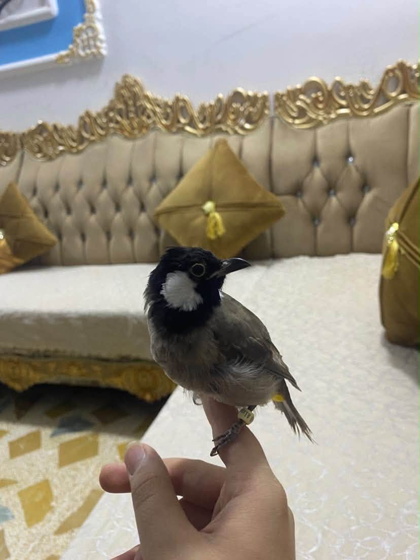سلام عليكم شباب الطيبين يرحم والديكم اقرو المنشور زين ✨✨✨✨✨✨✨ للبيع بلبل تمر طفره
لاعوب وحلو يطلع وياك وين متريد نضيف مال بيت مو مال محلات يعني اني ربيتو على ايدي ومن اشتريتو هو اصغير من بيت مو من محل يعني ابو ومه هم مال بيت البلبل تغريد وطك اجناح فوللل

وملاحضه //المايعرف بل بلابل لا يعلق يرحم والديكم 

السعر 90وبي مجال  الريده مال بيت مال محل هاي ضلت يمكم  
لاستفسار ***********

محتاج افلوس ضروري ضروري الله شاهد لو ما محتاج مابيع ولا اطلو من البيت يشهد الله عليه 🤍
