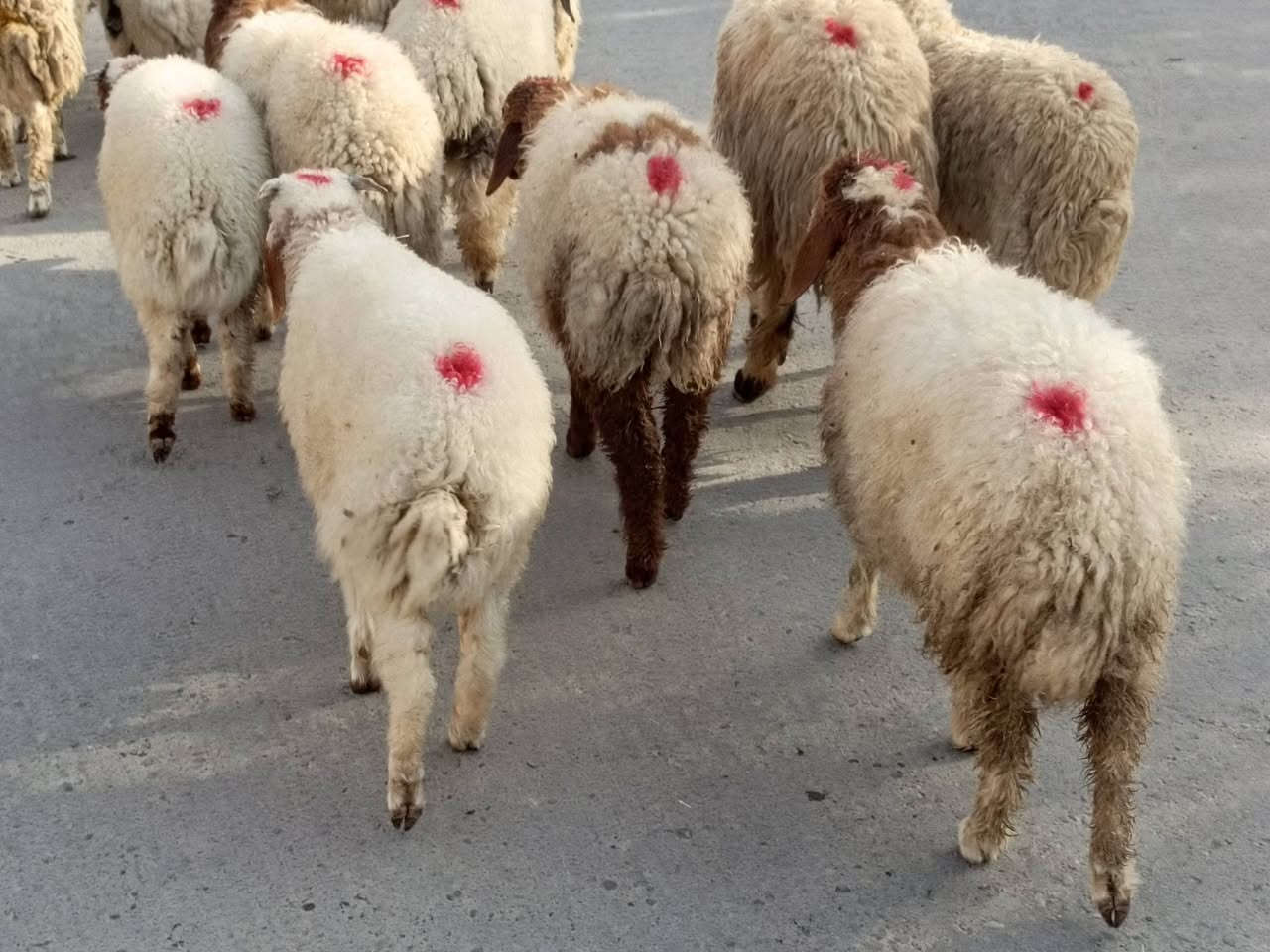 طليان ناصحات • ١٥ • حي العصري