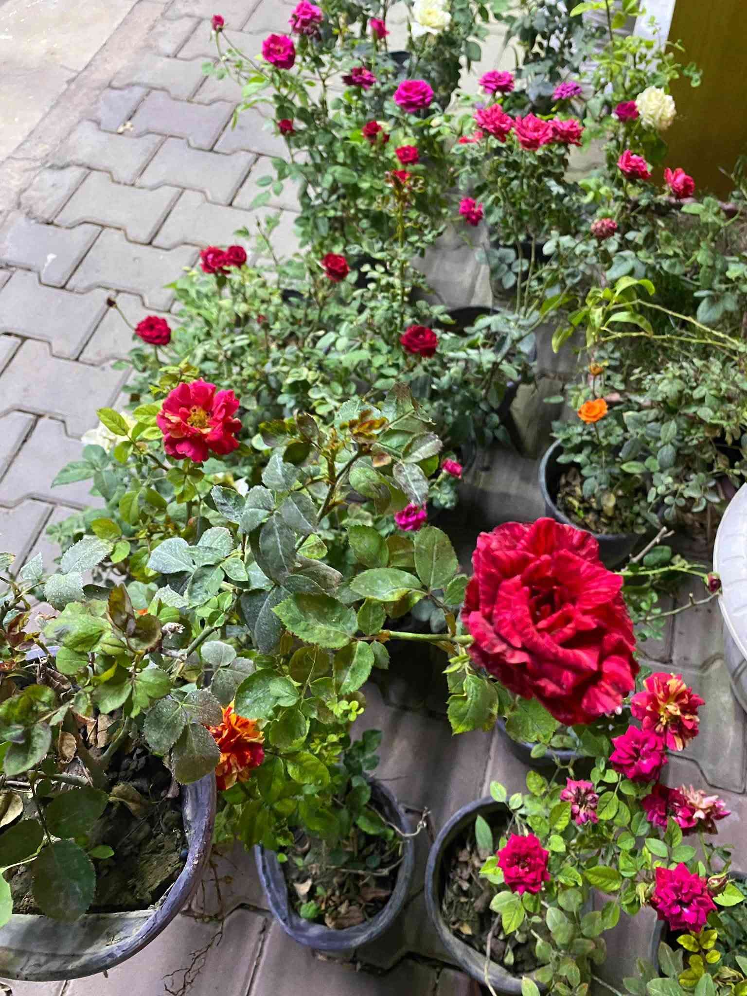 شتلات • كركوك • توصيل