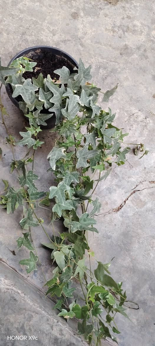 هونر X9c • متر واحد