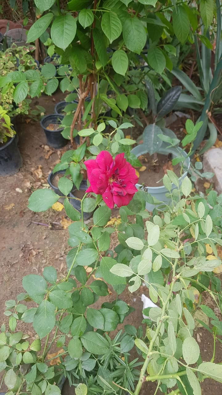 جوري عراقي • عطري • دائمي