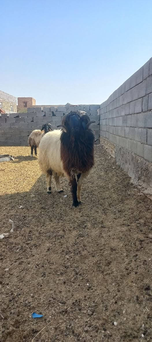 جبش • درجة اولى • حديثة