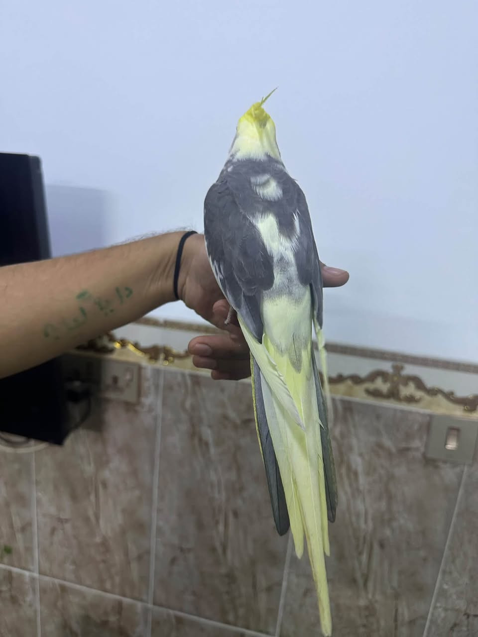 دونر • ممتاز