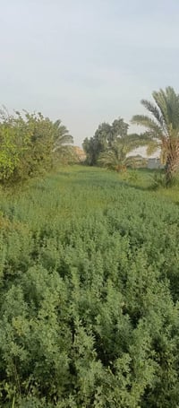 جت للبيع • قرب سيد احمد الرفاعي