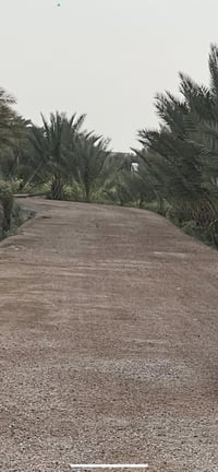 زويغير • ٢ دونم وربع • ١٢٤ نخلة
