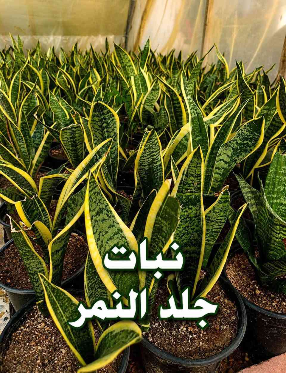السلام عليكم متابعينا 🤍
🌿 اجعلوا من مساحتكم حديقةً تنبض بالحياة والجمال🩷  

تشكيلة مميزة من الشتلات والأشجار ونباتات الزينة، اخترناها لتمنح منزلكم لمسةً من الطبيعة، وتضيف إلى حدائقكم جمالًا لا يُملّ. 🌸🌳

🌱 شتلات متنوعة
🌺 أزهار بألوان ساحرة
🌳 أشجار ونباتات للحدائق
🪴 خيارات جميلة لكل من يحب الخضرة
ازرعوا اليوم… واحصدوا جمالًا يدوم. 💚

📩 للاستفسار عن الأنواع والأسعار والحجز، تواصلوا معنا عبر الخاص او اتساب ***********

متوفر توصيل لجميع محافظات العراق 🚗🚗

فالحديقة الجميلة تبدأ بنبتة واحدة. 🌿
