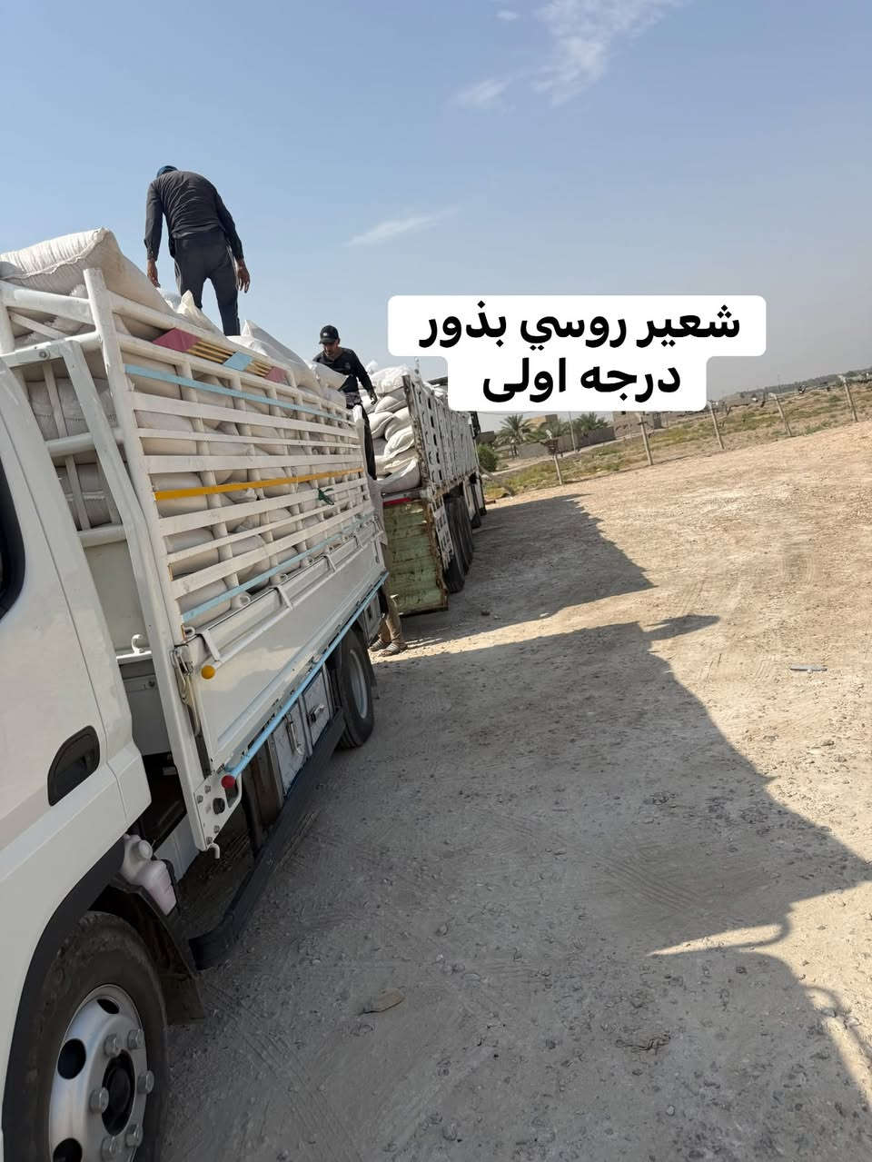 شعير روسي • بذور درجة أولى • ٥٠ كغم