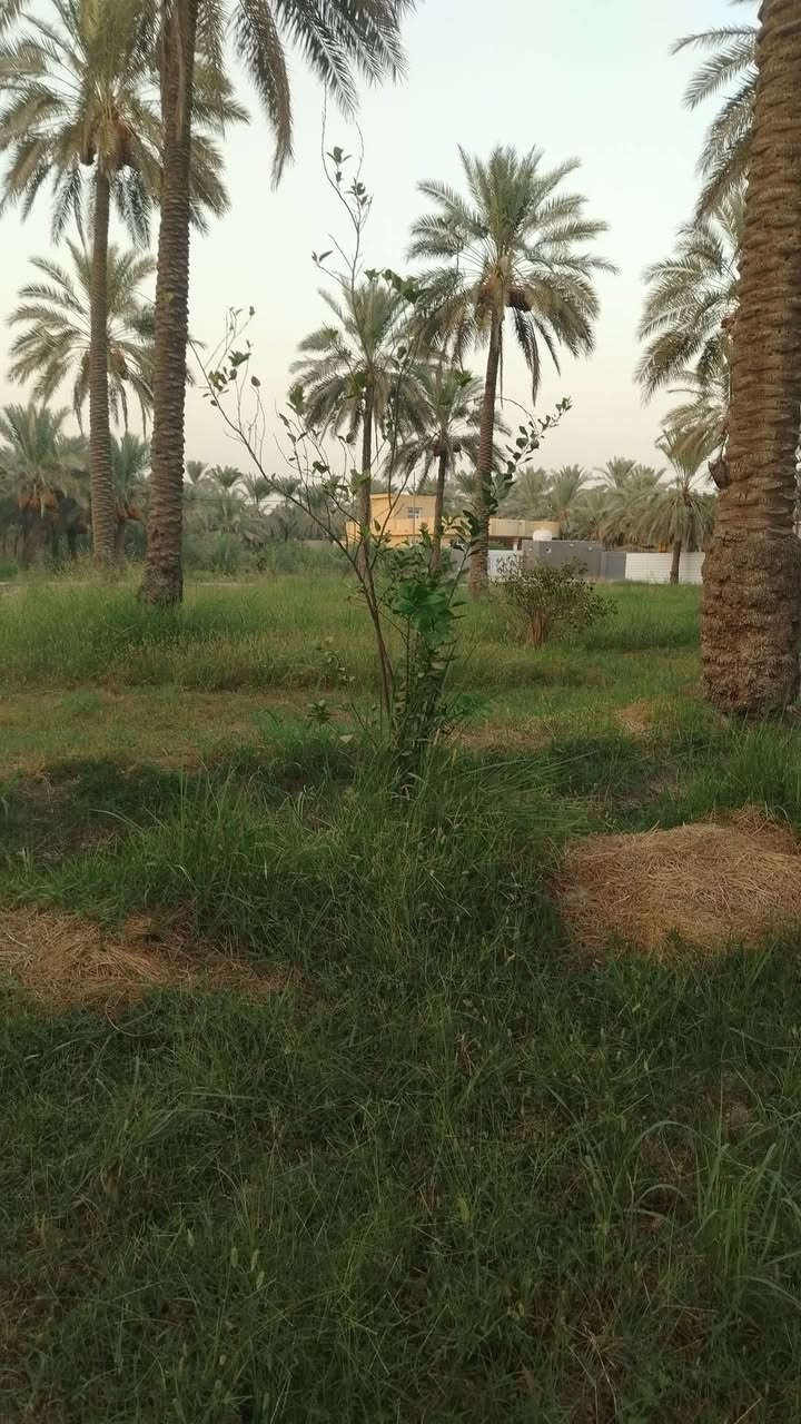 جوميسه غربيه • دونم وربع • نخل وحمضيات
