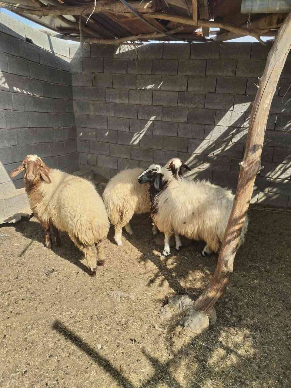 ٣فطايم • شكه طويله • مضرب