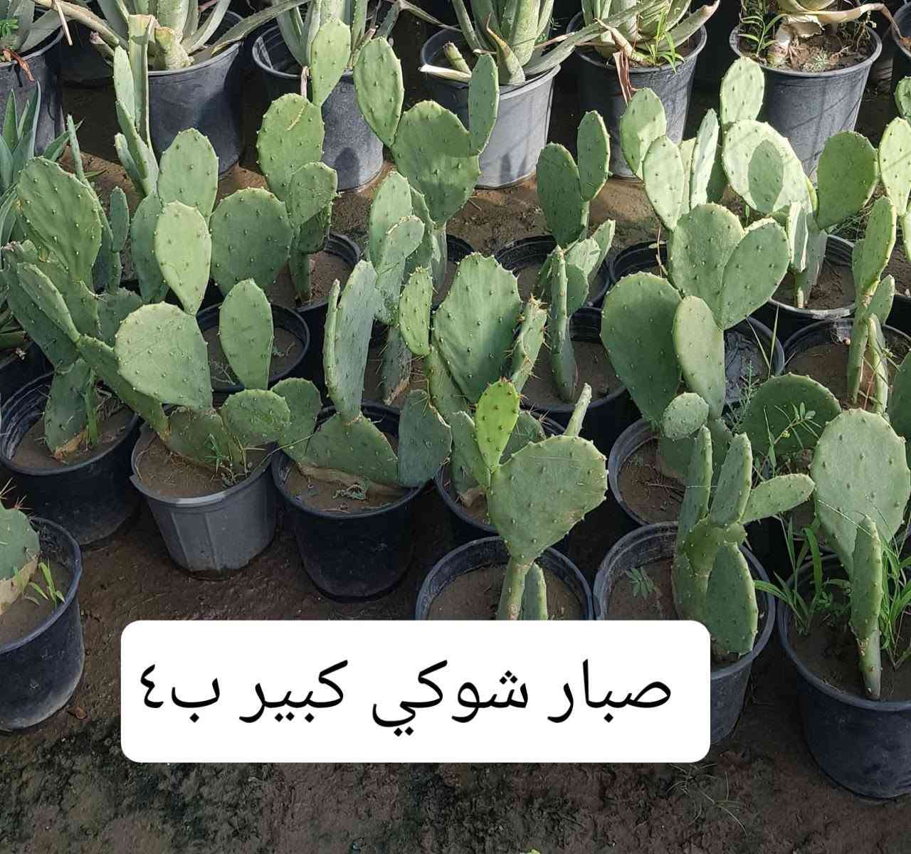 بعض النباتات الخارجيه المتوفره بالمشتل 
متوفر توصيل بغداد والمحافظات 
رقم الحجز وتس اب ***********
