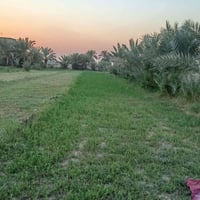 اليوسفية بغداد • طابو زراعي • ٧٠ نخلة