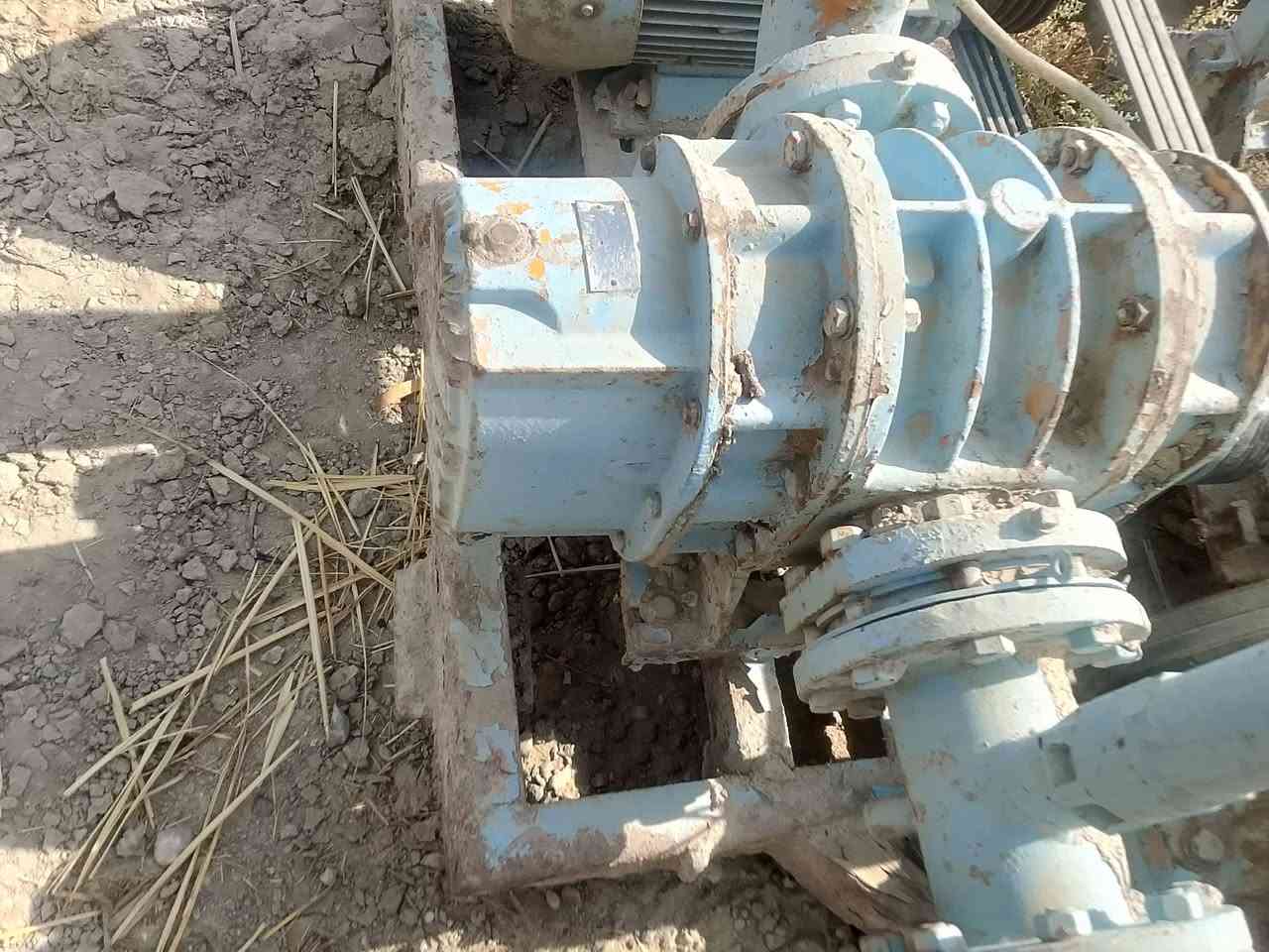 خنزيره • ناصريه • مواشي