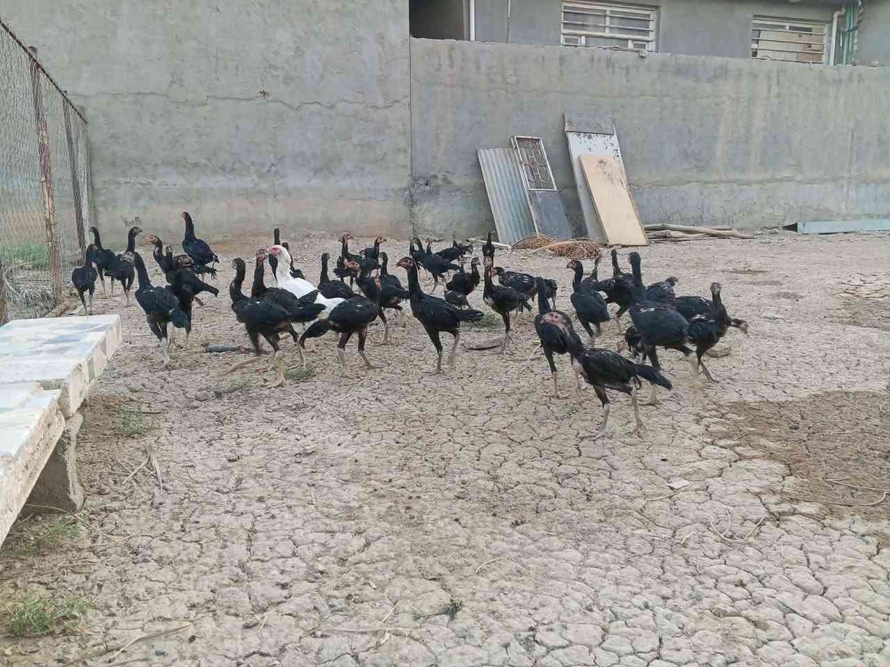 السلام عليكم 
متاح دجاج هراتي فراريج
العدد ٤٠
الاون اسود
ضخمات 
دجاج واحد على واحد
دجاج درجه اولى 

الرقم ***********
العنوان بغداد جسر ديالى تقاطع النهروان
