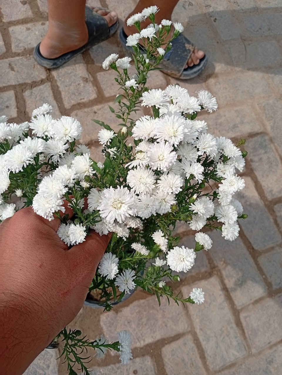 عش الغراب • أبيض نادر • تجذب الفراشات