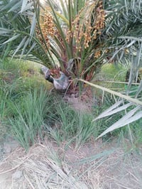 برحي • بريم • طويريج المنفهان