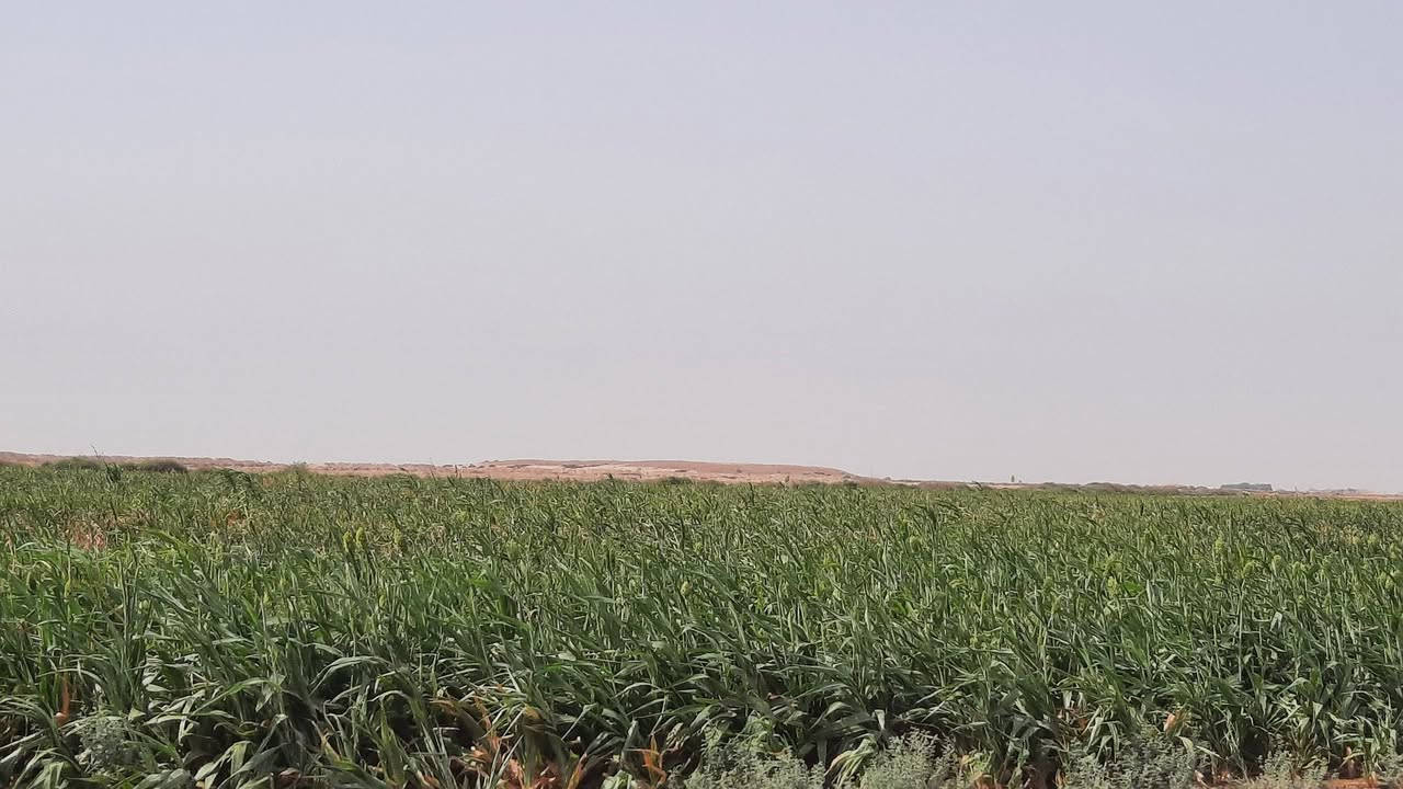 ميسان • ٧٠ دونم • ماء متوفر
