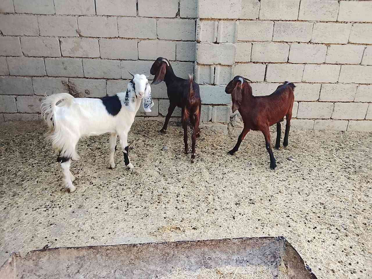 جذاع بنات سنه لبيع مكاني ديالى شهربان سعر 500الزوج وبيهن مجال ***********
