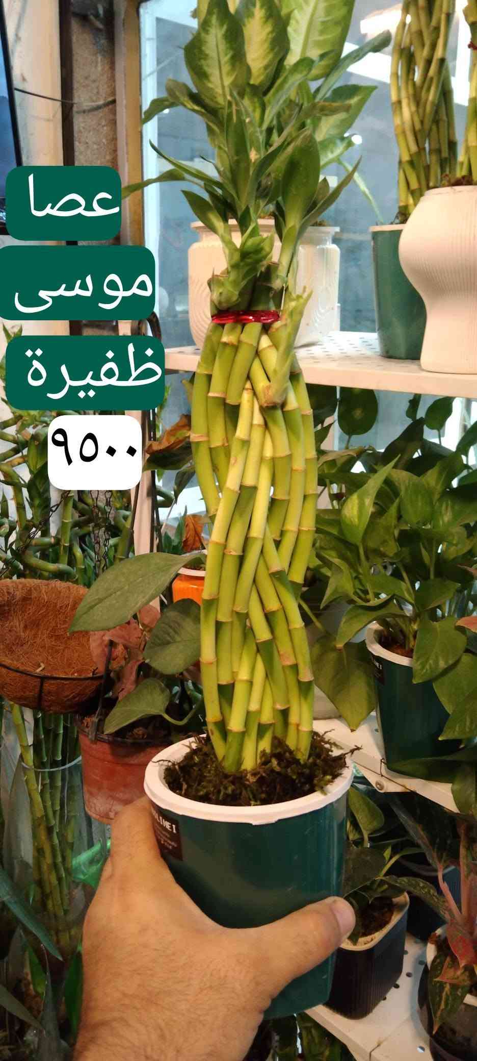 جلد نمر قزمي • عصا موسى • حي العدل