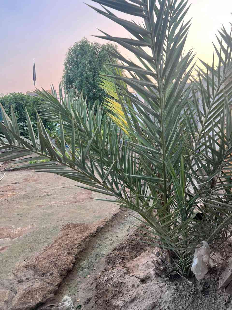 بيت مع المساحة الكلية دونم سند 25 خلف جامعة بابل منطقة ربع سعود خدمات متوفرة كاملة 
***********
