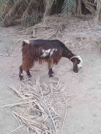 سماوة • شهر ونص • كافزة