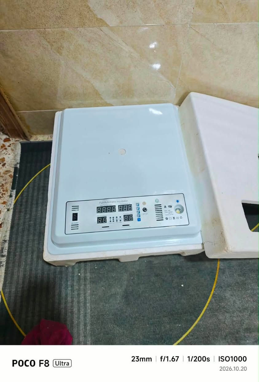 فقاسة بيض • بابل أبي غرق